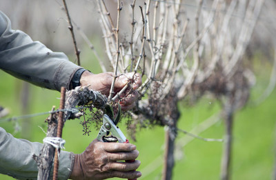 Обрізка винограду восени для новачків як правильно і коли доглядати