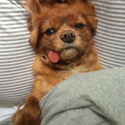 Câine fermecător care nu știe să-și țină limba