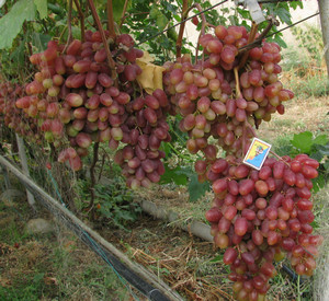 Опис і характеристики сорту винограду і огірків юліан