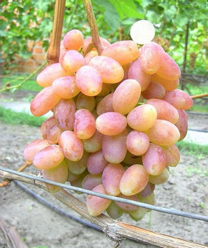 Опис і характеристики сорту винограду і огірків юліан