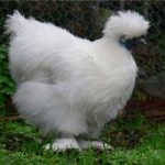 Leírás A kínai selyem csirke fajtája, a tartalom, a használata a gazdaság
