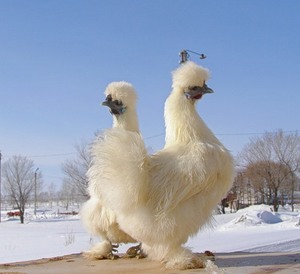 Leírás A kínai selyem csirke fajtája, a tartalom, a használata a gazdaság