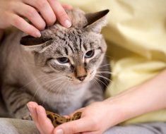 Leírás takarmány macskák márka Eukanuba nézetek, ajánlások és vélemények