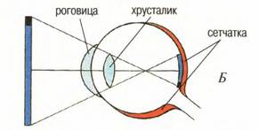 Органи відчуттів