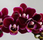 Phalaenopsis mini orhidee