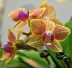 Орхідеї фаленопсис міні