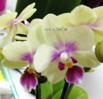 Phalaenopsis mini orhidee