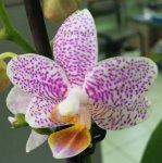 Phalaenopsis mini orhidee