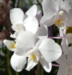 Phalaenopsis mini orhidee