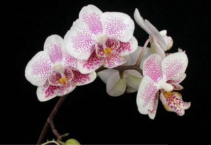 Orhidee multiflora de îngrijire la domiciliu