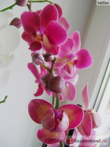 Phalaenopsis orhidee - 