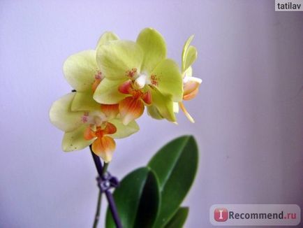 Phalaenopsis orhidee - 