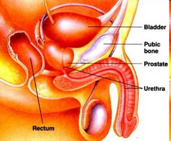 Principalele modalități de a utiliza levomitină cu prostatitis de gene diferite