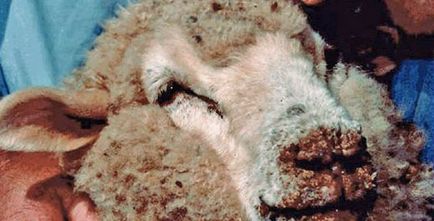 Віспа овець і кіз - як передається, поширення повітряно крапельним шляхом, природна вогнищеве