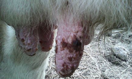 Pox de ovine și caprine - transmise, răspândite prin picături de aer, focalitate naturală