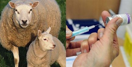 Pox de ovine și caprine - transmise, răspândite prin picături de aer, focalitate naturală