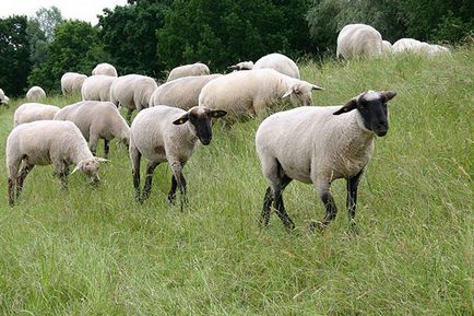 Віспа овець і кіз - як передається, поширення повітряно крапельним шляхом, природна вогнищеве
