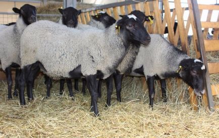 Віспа овець і кіз симптоми, діагностика, лікування, профілактика