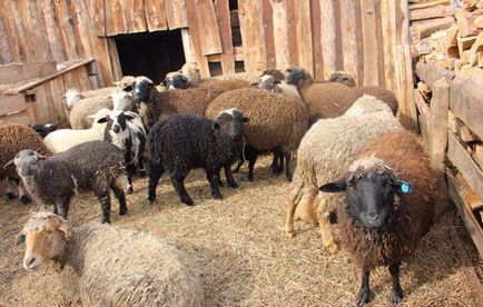 Віспа овець і кіз симптоми, діагностика, лікування, профілактика