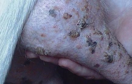 Pox simptome de ovine și caprine, diagnostic, tratament, prevenire