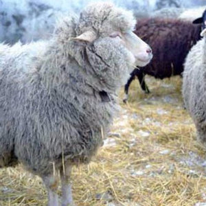 Pox simptome de ovine și caprine, diagnostic, tratament, prevenire