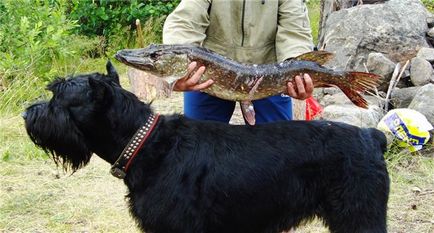 Odihnindu-se cu un câine!