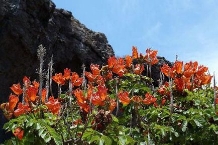 Vacanță în Tenerife fotografie, prețuri și recenzii pentru turiști