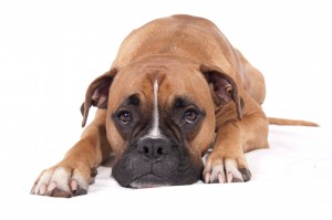 Набряк легень у собак - симптоми, причини, лікування, прогноз - мережа ветеринарних центрів - медвет