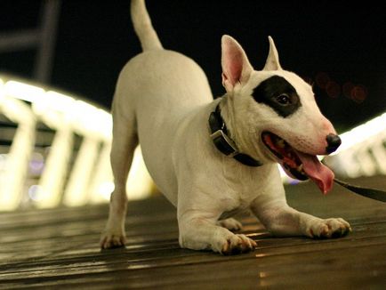 Caracteristici distinctive ale rasei Bull Terrier