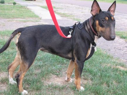 Caracteristici distinctive ale rasei Bull Terrier