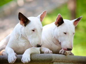 Caracteristici distinctive ale rasei Bull Terrier