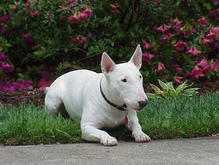 Caracteristici distinctive ale rasei Bull Terrier