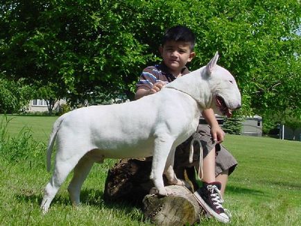 Caracteristici distinctive ale rasei Bull Terrier