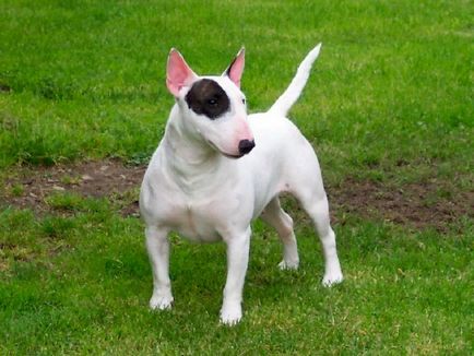 Caracteristici distinctive ale rasei Bull Terrier