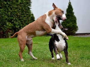 Caracteristici distinctive ale rasei Bull Terrier