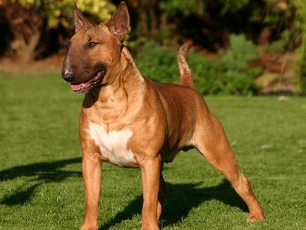 Caracteristici distinctive ale rasei Bull Terrier