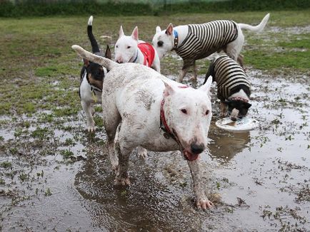 Caracteristici distinctive ale rasei Bull Terrier