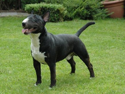 Caracteristici distinctive ale rasei Bull Terrier