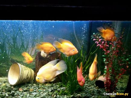 Vélemények az akváriumi halak papagáj és láttad, hogyan kell mosolyogni hal I - igen) egy csomó fotó a