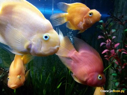 Vélemények az akváriumi halak papagáj és láttad, hogyan kell mosolyogni hal I - igen) egy csomó fotó a