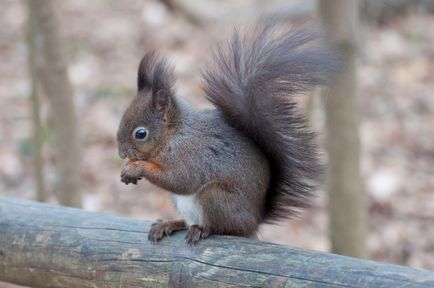 Parcări în care puteți alimenta proteina