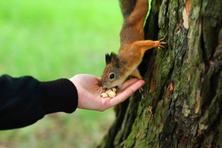 Parkok, ahol a takarmány a mókusok