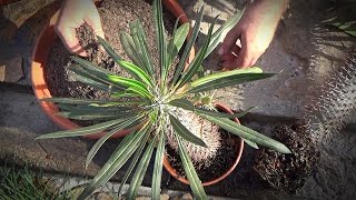 Pachipodium lamer de îngrijire la domiciliu, fotografie, cultivare