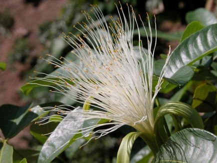 Pachira Aquatica ellátás és terjedési 1 (Aquatica) Pachira Aquatica ellátás és szaporítása 1