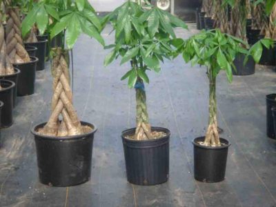 Pachira Aquatica otthoni gondozást a virágot (ellátás) Pachira Aquatica ápolási otthon egy virág