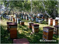 Moving hives - seljanochka - portal pentru agricultori, agricultură, animale,