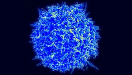 Reprogramarea celulelor de imunitate va ajuta la înfrângerea cancerului și a bacteriilor