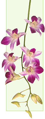 Perioada de odihnă în orhidee