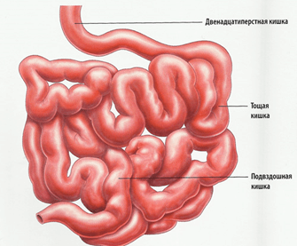 Peristalitatea intestinului, tratamentul tulburărilor, cum să îmbunătățiți peristaltismul cu Imodium®
