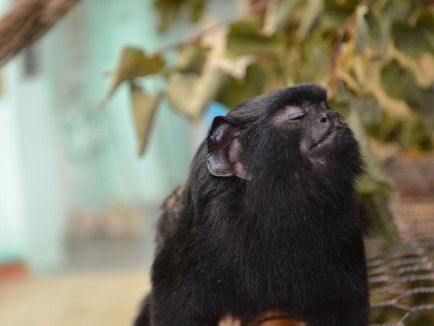 Perm istorie zoo, animale zoo, adresa și fotografie